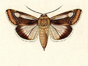 Heliothis lucilinea.JPG