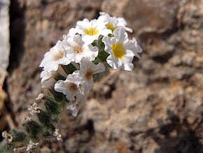 Bildbeschreibung Heliotropium hirsutissinum (Athen 13) .JPG.