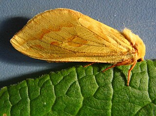 The ghost moth or ghost swift is a moth of the family Hepialidae. It is common throughout Europe, except for in the far south-east.