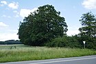 Herford - ND Row of trees and strips of wood on the border of the district.jpg