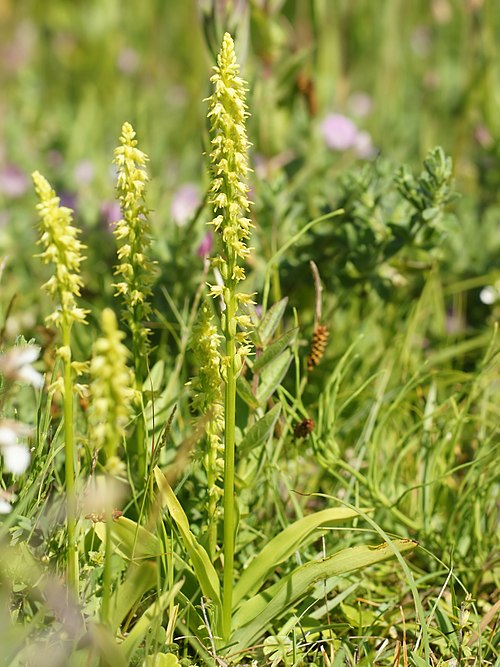 Musk orchids (Herminium monorchis) in grassland