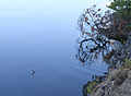 Heron and small trout crop.jpg