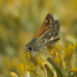 <i>Hesperia colorado</i> Species of butterfly