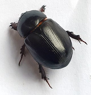 <i>Heteronychus arator</i> Species of beetle