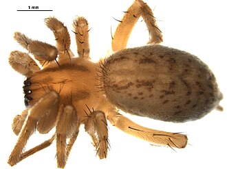 Garden ghost spider, Hibana gracilis Hibana gracilis.jpg