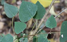 Homalanthus stillingiifolius Mount Annan.jpg