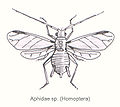 Aphidae no:Bladlus