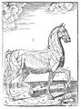 Horse musculature Carlo Ruini c 1598.jpg