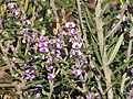 Thumbnail for Hovea pannosa