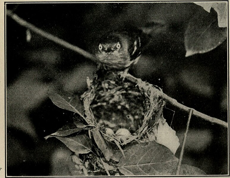 File:How to study birds; a practical guide for amateur bird-lovers and camera-hunters (1910) (14748461491).jpg