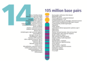 Menschliches Chromosom 14 von Gene Gateway - mit label.png