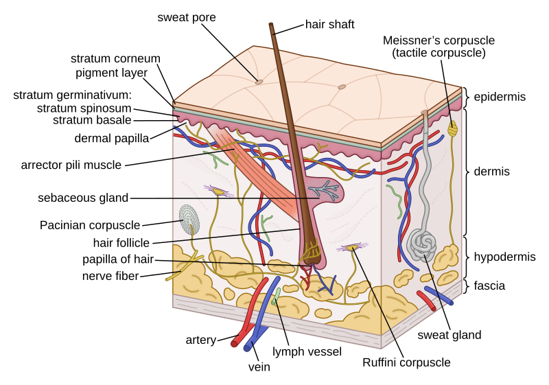 human skin layers microscope