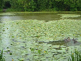 foto dari air, air lili dan pohon-pohon