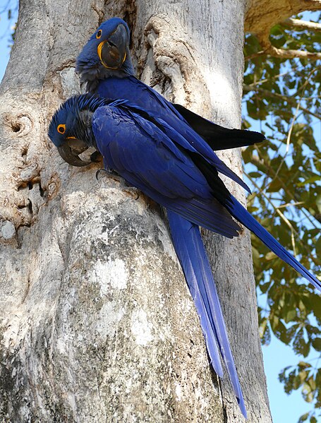 File:Hyacinth Macaws (Anodorhynchus hyacinthinus) on nest ... (48386363532).jpg