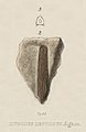 Hybodus leptodus Agassiz, 1837.jpg