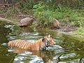Asian Tiger walks in water