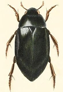 Hydrophilus palpalis. Illustration from Voyage dans l'Amerique Meridionale (1835) by Alcide d'Orbigny Hydrophilus palpalis.jpg