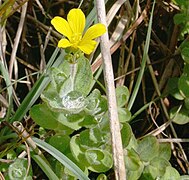 Hypericum elodes