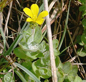 Marsh John's wort (Hypericum elodes)