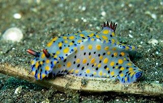 <i>Hypselodoris kanga</i> Species of gastropod