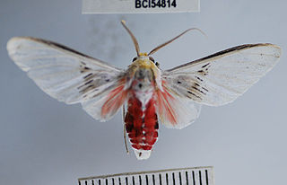 <i>Idalus aleteria</i> Species of moth