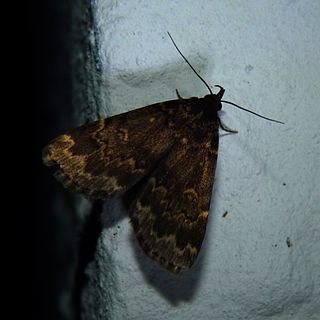 <i>Idia lubricalis</i> Species of moth