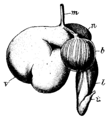 Système digestif de l'espèce.  m. œsophage, v. rumen ou panse, n. réticulum ou bonnet ou réseau, b. omasum ou feuillet, l. abomasum ou caillette, t. début des intestins.