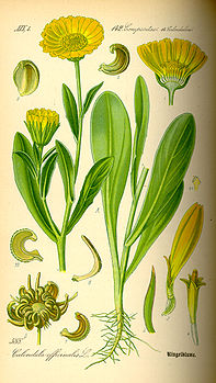 Illustration_Calendula_officinalis0.jpg