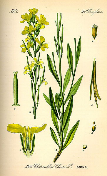 File:Illustration Cheiranthus cheiri0.jpg