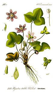 Vignette pour Hepatica nobilis