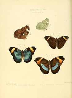 <i>Bebearia</i> genus of insects