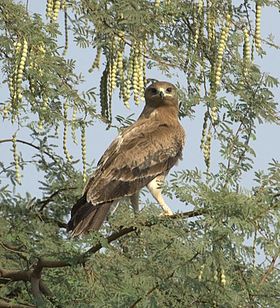 Indian spotted eagle.jpg