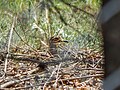 Indian thick-knee.jpg