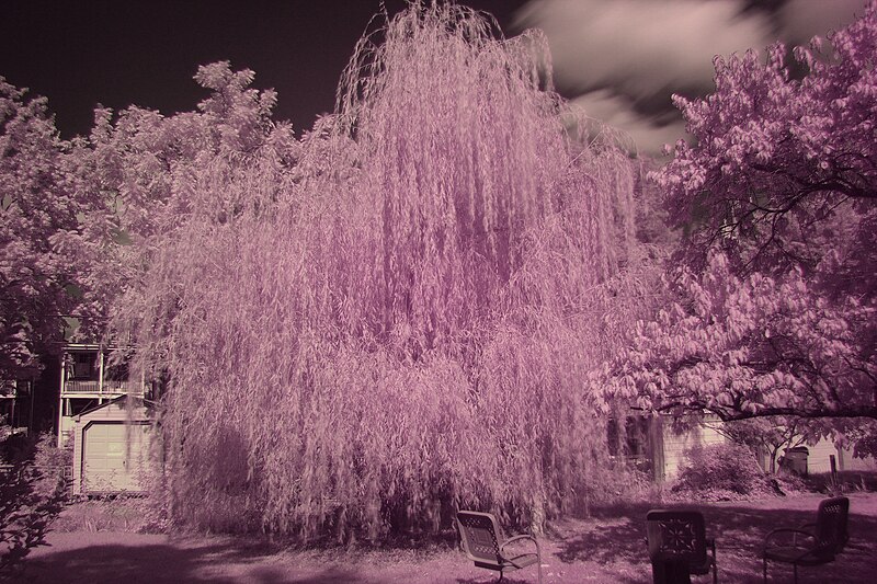 File:Infrared Alley Tree (10123712796).jpg