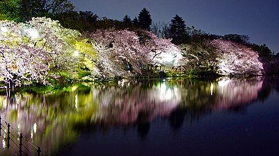 Wieczór w okresie hanami