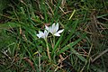 Ipheion sessile