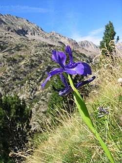 Iris xiphioides.jpg