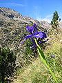 Iris latifolia Spain - Pyrenees