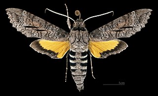 <i>Isognathus allamandae</i> Species of moth