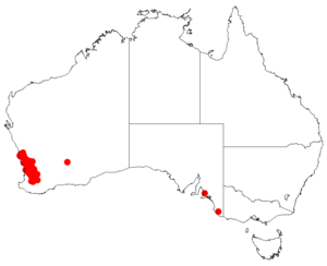 Isopogon dubiusDistMap16.png