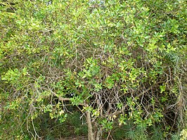 Chrysojasminum odoratissimum