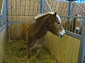 Un haflinger.