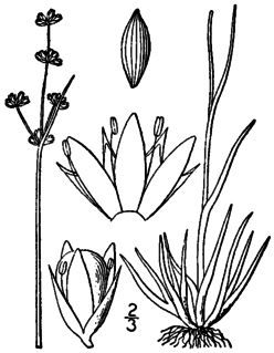 <i>Juncus marginatus</i> Species of grass