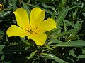Jussiaea grandiflora.jpg