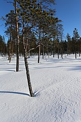 Nature of Inari