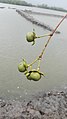 Keora fruit of Sundarbans .jpg