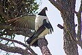 Kererū New Zealand Pigeons Mating (2 of 4).jpg