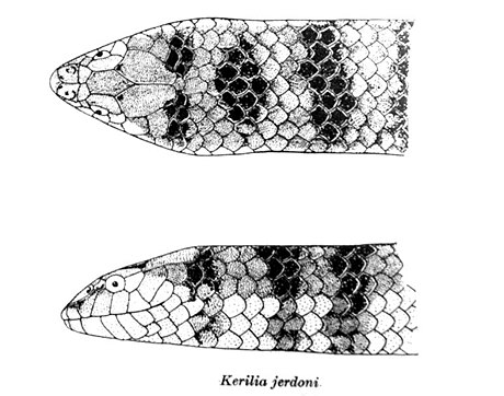 Jerdon's sea snake