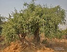 Khabbar (Salvadora oleoides), Hodal (Faridabad, Haryana) I IMG 1194.jpg