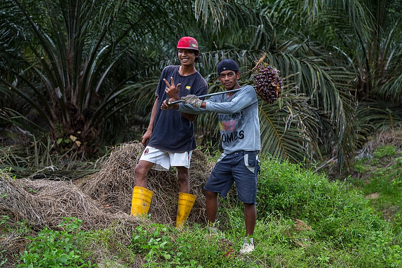 File:Kimanis Sabah Workers-in-Palm-Oil-Plantation-01.jpg